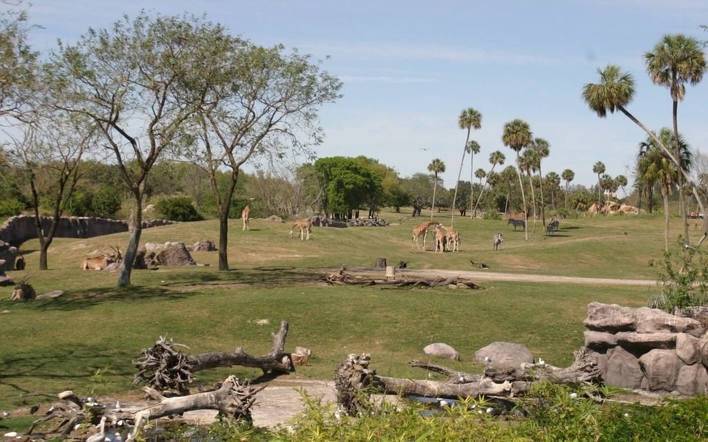 Busch_Gardens_Tampa_Safari