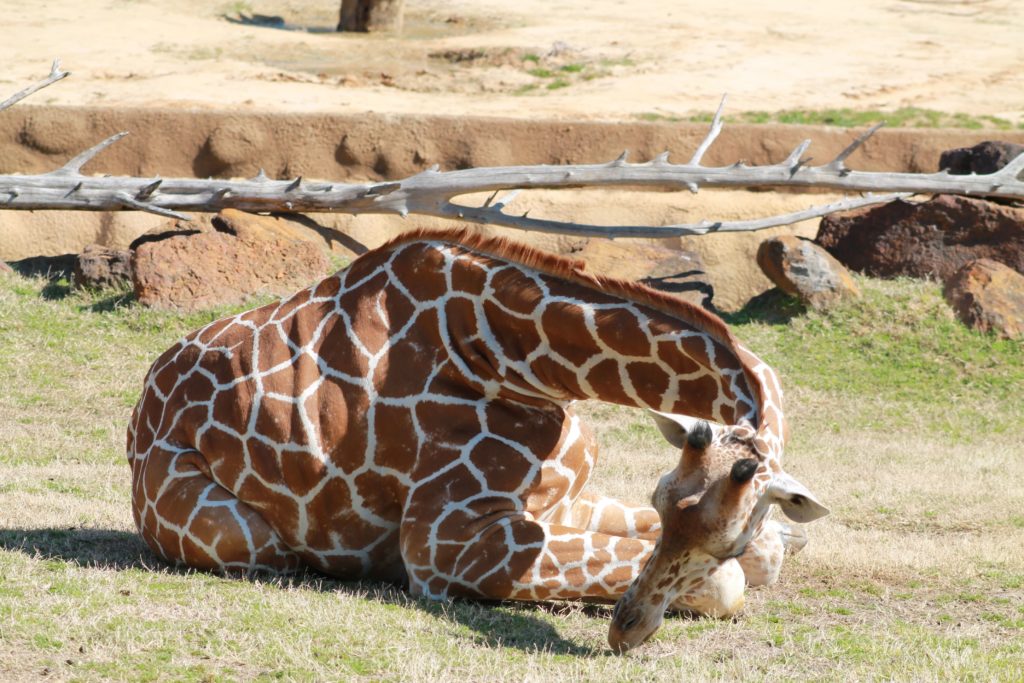 Lowry Park Zoo in Tampa Giraffe