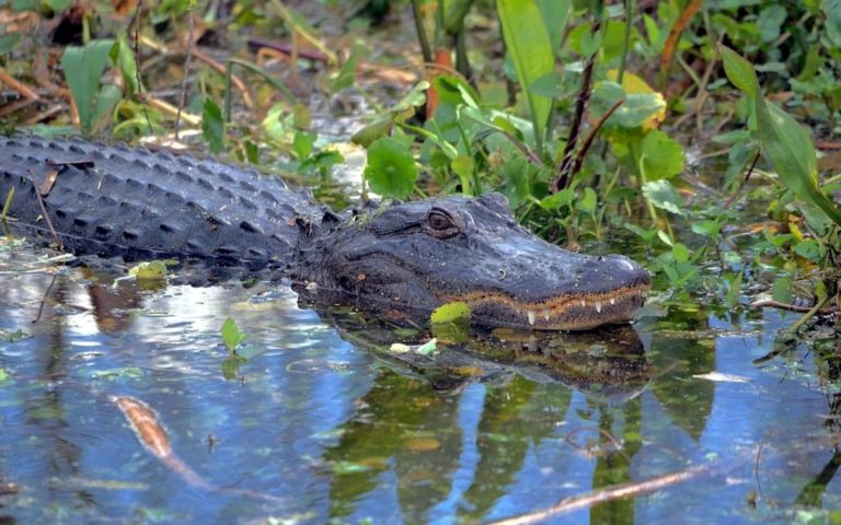 Alligatoren und Krokodile - die berühmtesten Tiere des Sunshine State