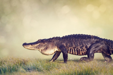 Alligatoren und Krokodile in Florida USA