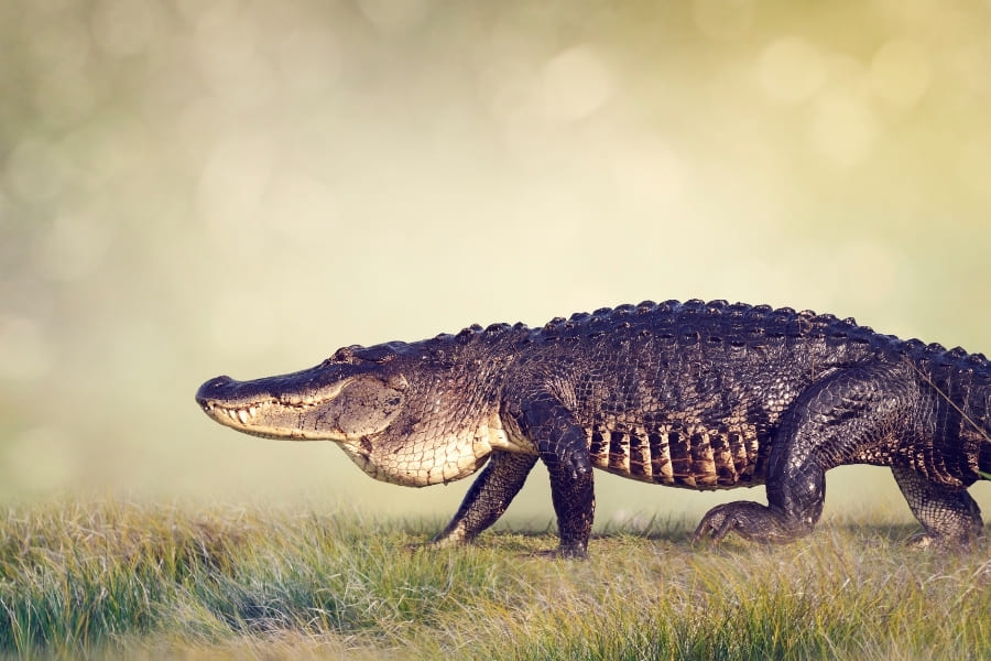 Alligatoren Und Krokodile In Florida