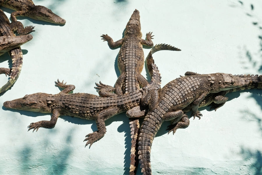 Alligatoren und Krokodile in Florida USA
