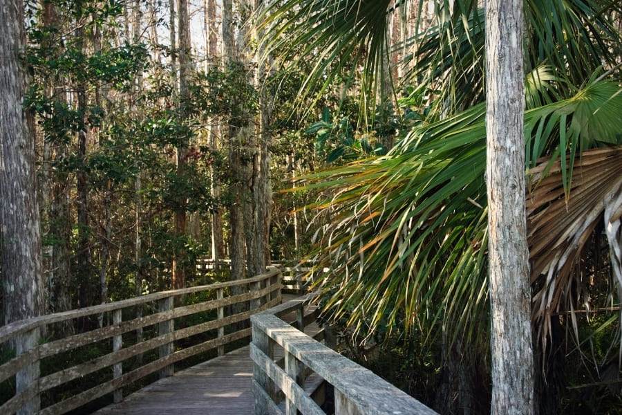 Corkscrew Swamp Sanctuary in Naples Florida