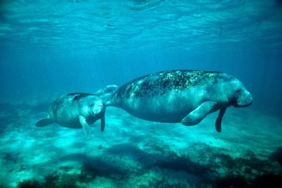 Manatee-Baby schwimmt unter Wasser in Florida