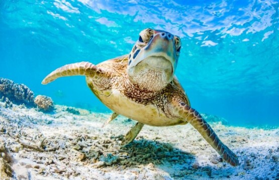 Schildkröten in Florida