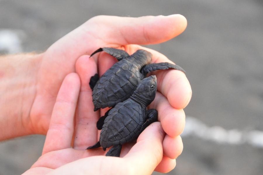 Schildkröten in Florida - Aufzuchtstationen