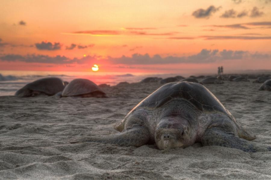 Schildkröten in Florida - Gefährdung und Schutz
