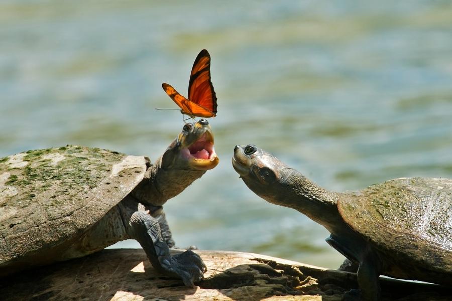 Schildkröten in Florida - In freier Wildbahn