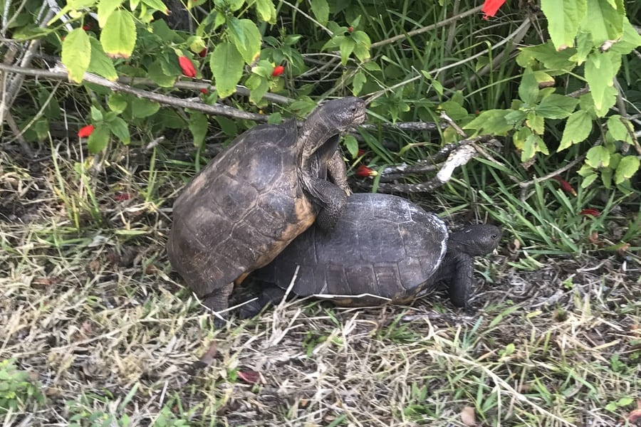 Schildkröten in Florida -Paarung, Brutzeit und Jungtiere - Fortpflanzung