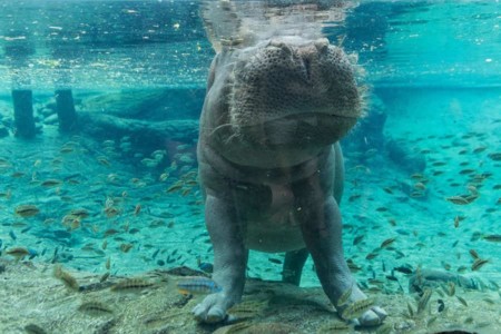 tampa-lowry-park-zoo-hippo (2)